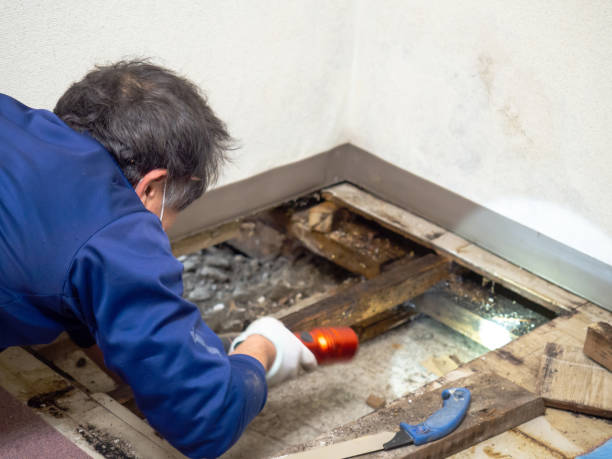 Best Certified Mold Removal  in Lake Lakengren, OH