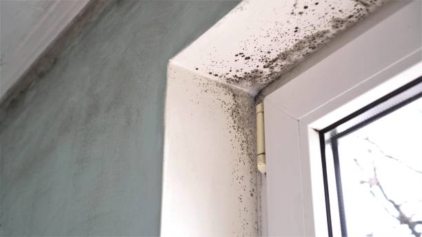 Best Toxic Mold Removal  in Lake Lakengren, OH