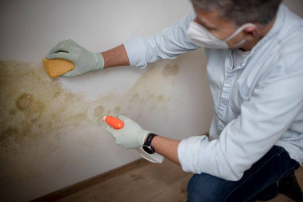 Best Attic Mold Removal  in Lake Lakengren, OH