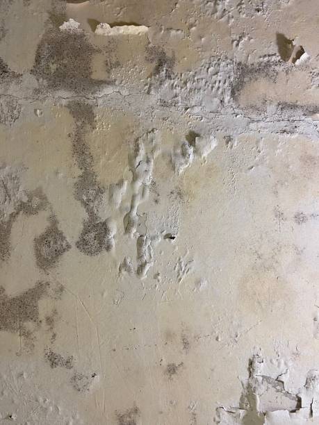 Best Same-Day Mold Removal  in Lake Lakengren, OH