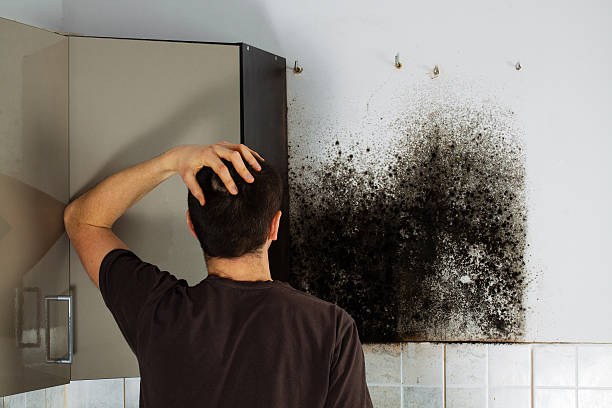 Best Emergency Mold Removal  in Lake Lakengren, OH